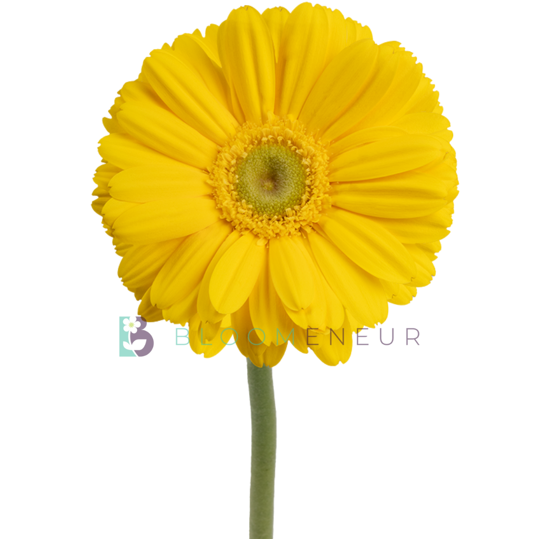 Gerbera