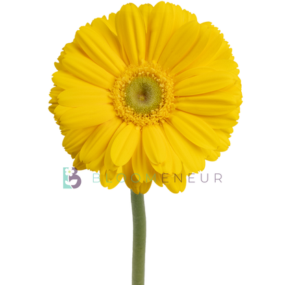 Gerbera