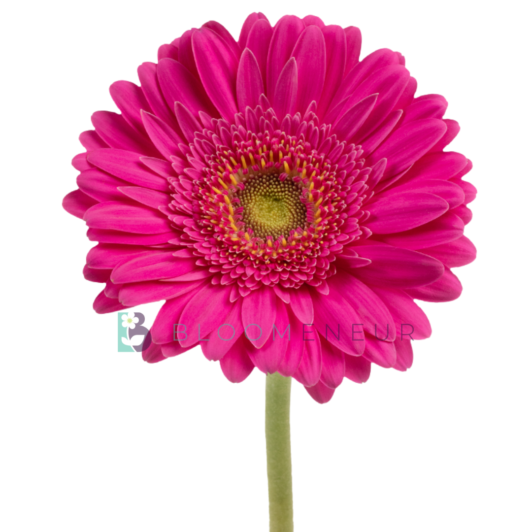 Gerbera
