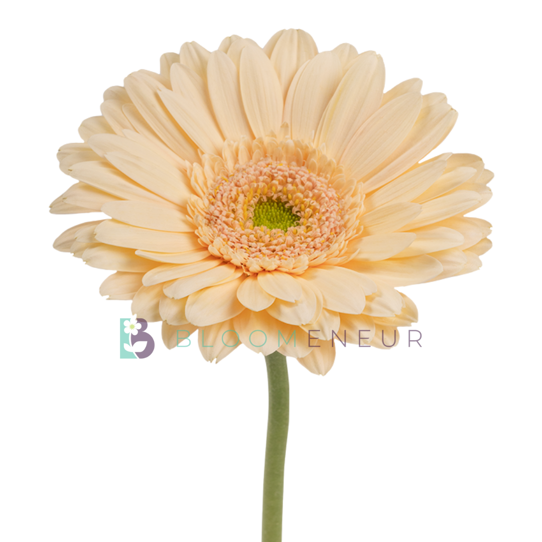 Gerbera