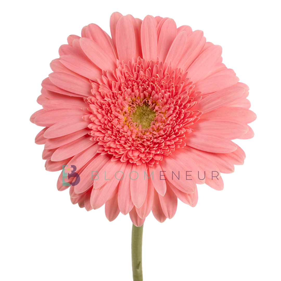 Gerbera