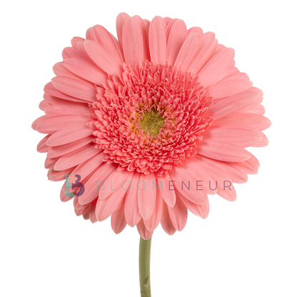 Gerbera