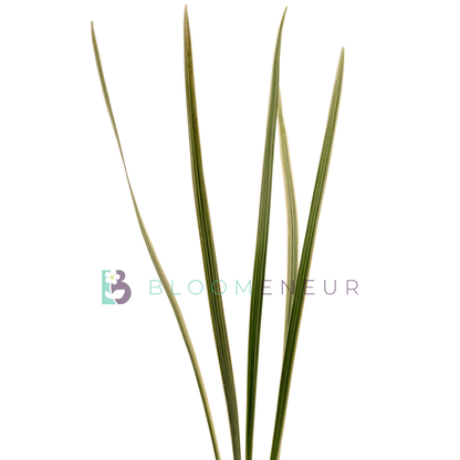 Lily Grass