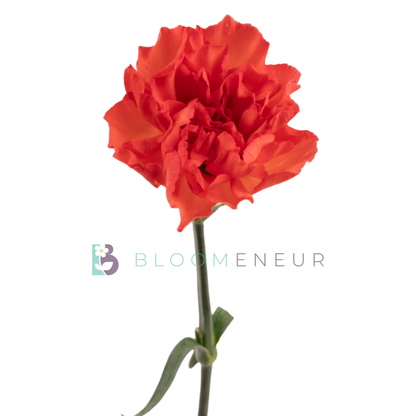 Carnation