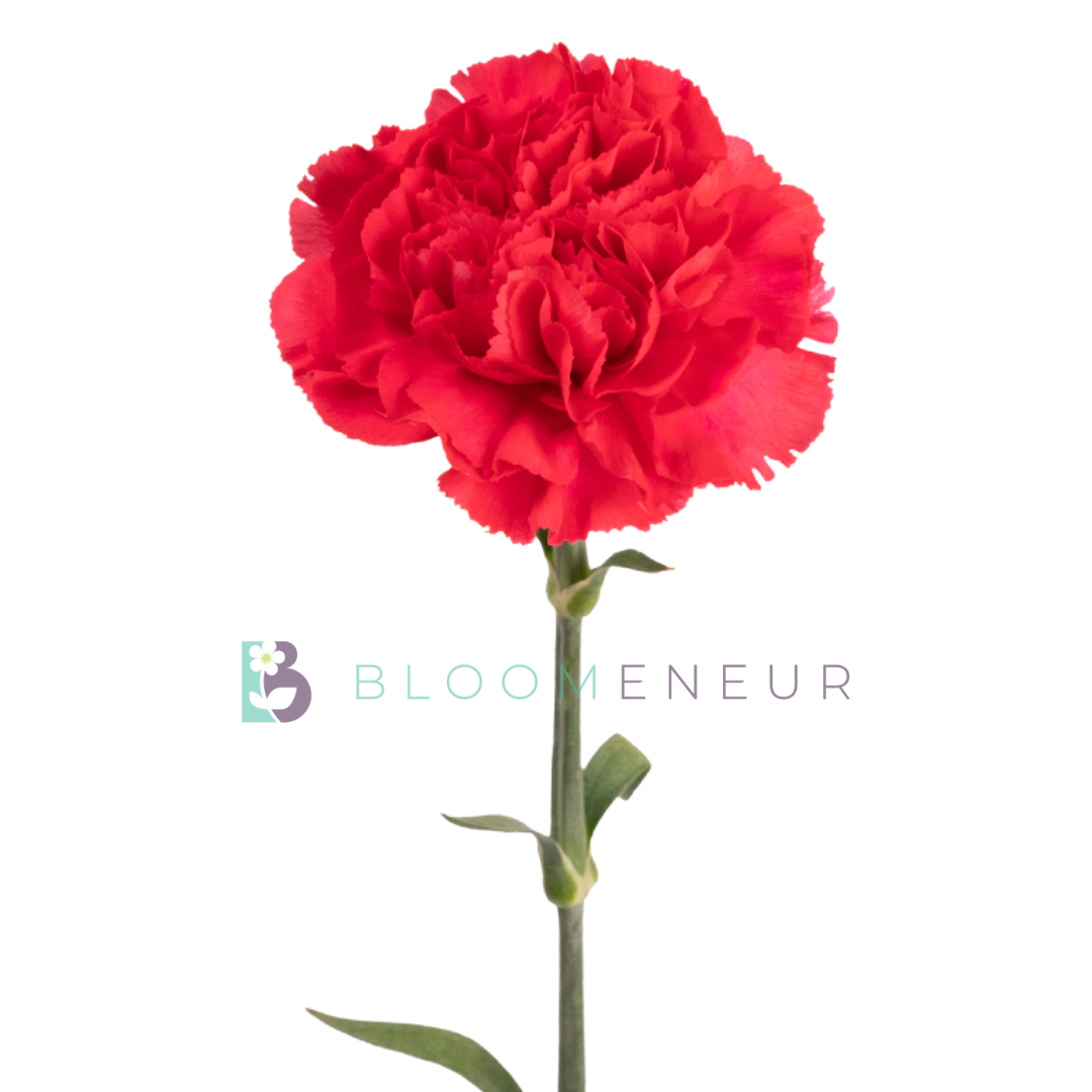 Carnation