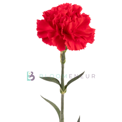 Carnation