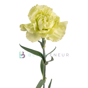 Carnation