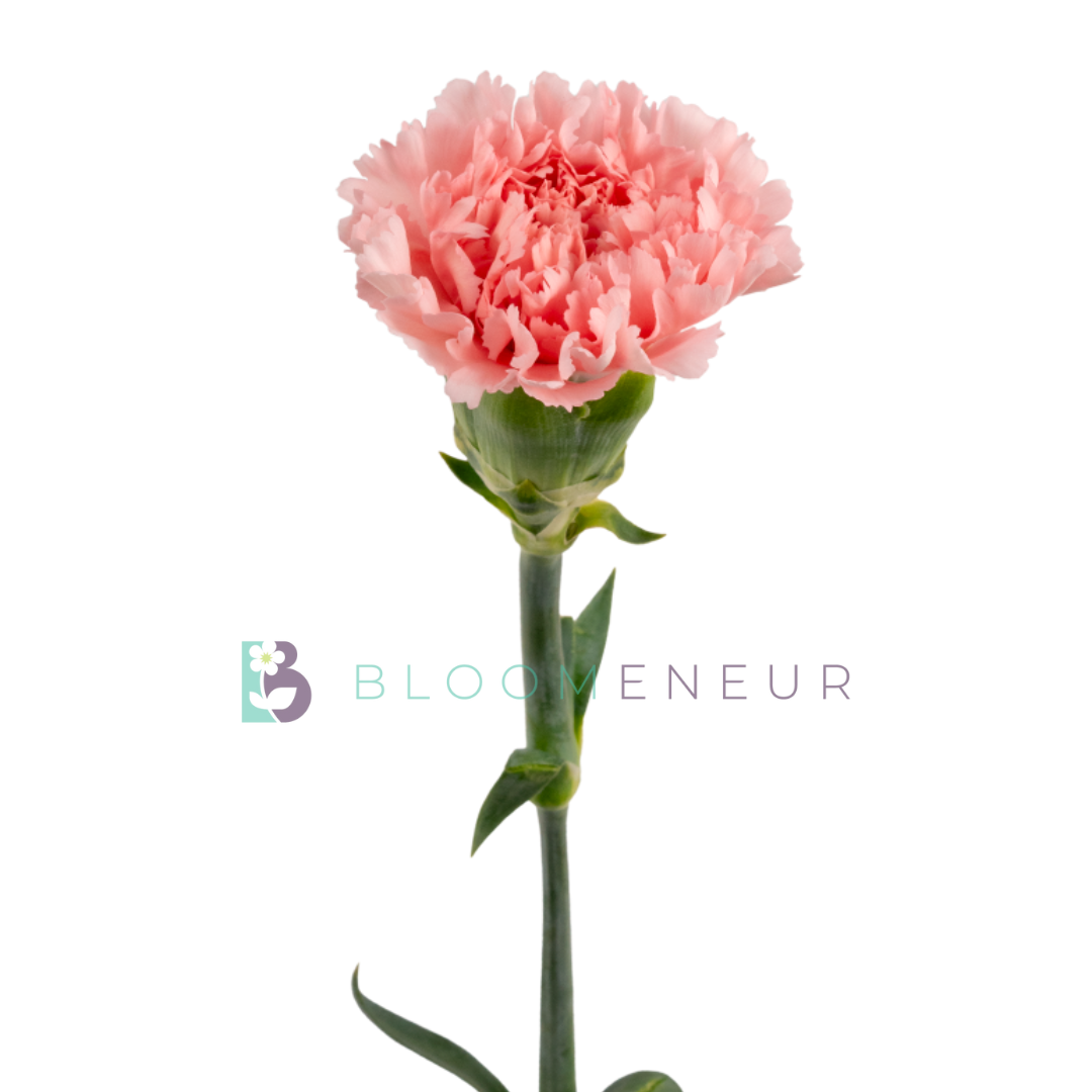Carnation