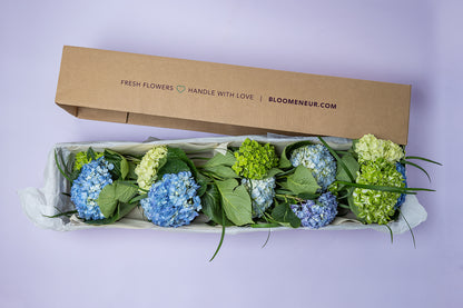 Hydrangeas Regular